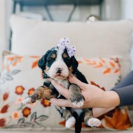 Hazelnut - Tri-color female Bernedoodle puppy in Murray, Utah from Sun Valley Doodles