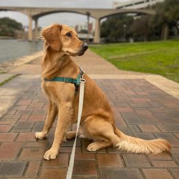 Golden Retriever Puppies from Graceful Goldens