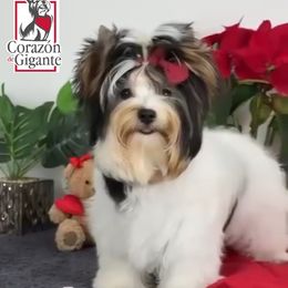 Blueberry - Biewer Terrier