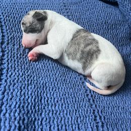 Peeta - White and fawn brindle male Whippet puppy in Clinton, Tennessee from Ivanhoe Borzoi