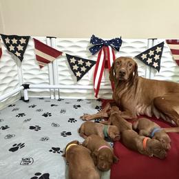 Vizsla Puppies from Pantana Kennels