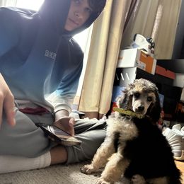 Dalmatian and Poodle Puppies from Exquisite Dalmatians & Standard Poodles