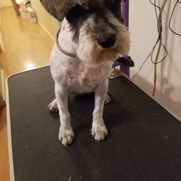 Miniature Schnauzer Puppies from Krystle's Miniature Schnauzers