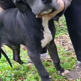Great Dane Puppies from Trisha Self's Great Danes