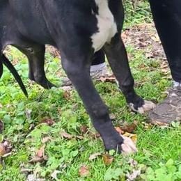 Great Dane Puppies from Trisha Self's Great Danes