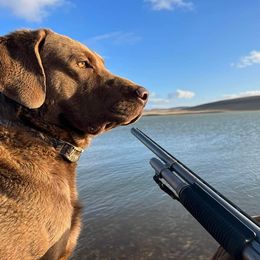 Chesapeake Bay Retrievers from Aleutian Islander Chesapeakes