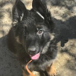 German Shepherd Puppies from Brooks High Quality Breeders