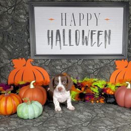 Dachshund Puppies from Newbern's Nuggets