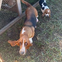 Daphne - Basset Hound