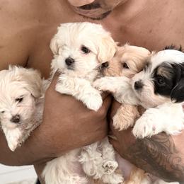 Maltipoos from Tiffany Akins