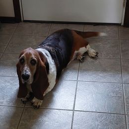 "Trixie" Basset Hound Puppies from Out Law Hounds Den