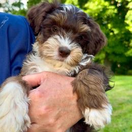Chocolate Tesla - Brown and white female Bernedoodle puppy in Campbellsville, Kentucky from Blue Belle Hills Bernedoodles