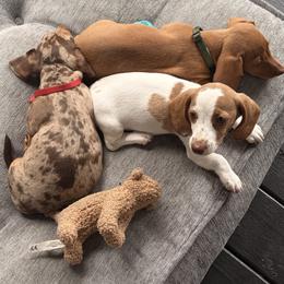 Dachshund Puppies from Alex Cartagena
