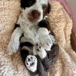Persephone (purple) - Tri-color female Bernedoodle puppy in West Haven, Utah from Harper Haven Cavapoos & Doodles