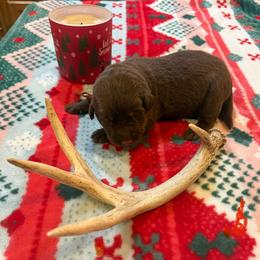 Orange - Chocolate male Labrador Retriever puppy in Normantown, West Virginia from Meadows Labradors