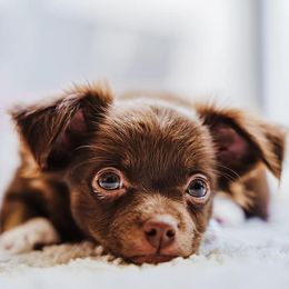 Chihuahuas from Lil Bit Puppies