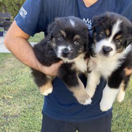 Australian Shepherd Puppies from Luna Lane Aussies
