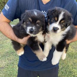 Australian Shepherd Puppies from Luna Lane Aussies