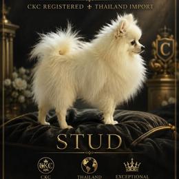 Casper - Pomeranian