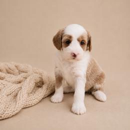 Cara - Red  female Goldendoodle puppy in Floyd, Virginia from Hearts and Paws Poodles and Doodles