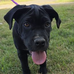 Peony (Purple Collar) - Black female Cane Corso puppy in Henry, Virginia from Hardradas Dynasty Cane Corso