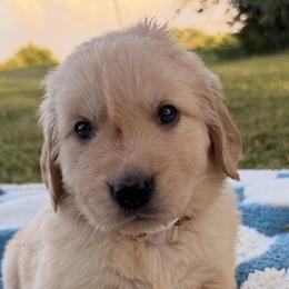 Team Curacau - teal collar - Golden female Golden Retriever puppy in Meriden, Kansas from Sunkissed Retrievers