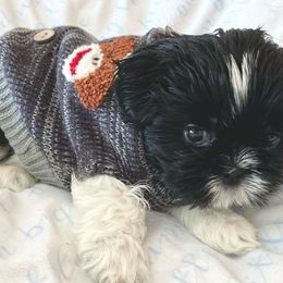 Shih Tzu Puppies from Arizona Sunrise Shih Tzus