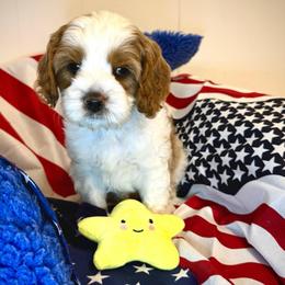 Boy 2 Atlas - Blenheim male Cavapoo puppy in Bountiful, Utah from PJs Puppy Love