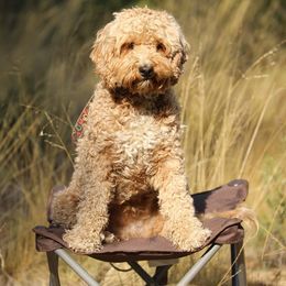 Australian Labradoodle Puppies from Kindred Hollow Labradoodles