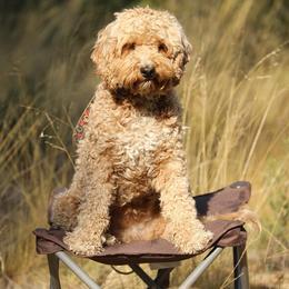 Australian Labradoodle Puppies from Kindred Hollow Labradoodles