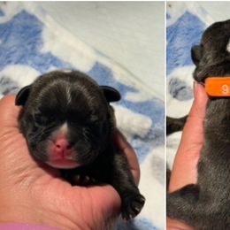 French Bulldog Puppies from Tip Top Bully House