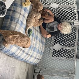 Goldendoodle Puppies from The Miller's Goldendoodles