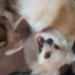 Esmay - Pomeranian