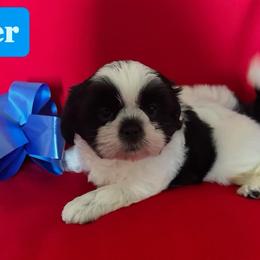 Peter - Black and white male Shih Tzu puppy in Cordova, Tennessee from TrueLine kennels