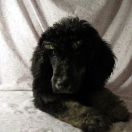 Aussiedoodle, Australian Shepherd, and Poodle Puppies from Kay Kay's Pupper Patch