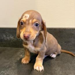 Boy dapple 2 (CKC Registered) - Dapple male Dachshund puppy in Nacogdoches, Texas from S7 Dachsunds