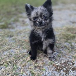 Moxy Von Howl - Blue merle female Pomeranian puppy in Mississippi from Chainbreakerkennels