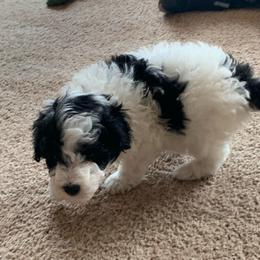 Blaze - Parti male Poodle puppy in Haddam, Kansas from Golden B Acres