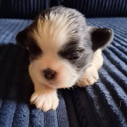 Milky - Black and white female Shih Tzu puppy in Memphis, Tennessee from Lady and the Tramp