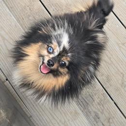 Jules - Pomeranian