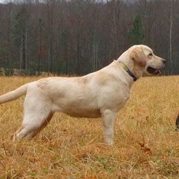 Labrador Retrievers and Rottweilers from Merakxel Kennels