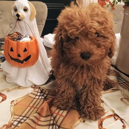 Cooper - Red  male Goldendoodle puppy in Fairmont, West Virginia from Manoka's Honeybee