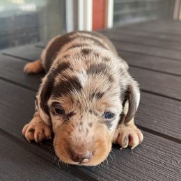 Blue collar - Dapple male Dachshund puppy in Paradise, Texas from Cap Ranch Miniature Dachshunds