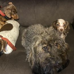 Dachshunds from Whitney’s Weiners