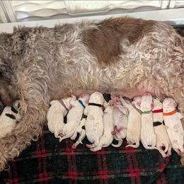 Boy 5 - Orange roan male Spinone Italiano puppy in Kent County, Delaware from Ilvolare Spinone