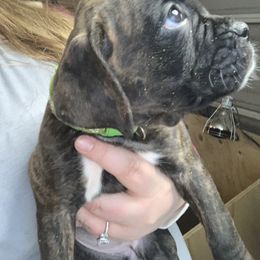 Boxer Puppies from Georgia Boxer Puppies