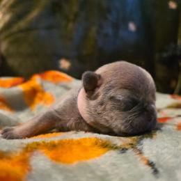 Winnie - Blue fawn female French Bulldog puppy in Columbia Falls, Montana from Glacier French Bulldogs of Montana