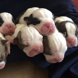 Boston Terrier and French Bulldog Puppies from Findley’s Furbabies