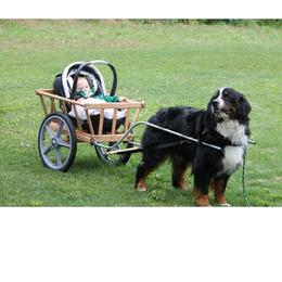 Girl 5 - Black rust and white female Bernese Mountain Dog puppy in Strasburg, Ohio from Lois Allison