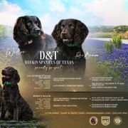 Boykin Spaniel Puppies from D&T Boykin Spaniels
